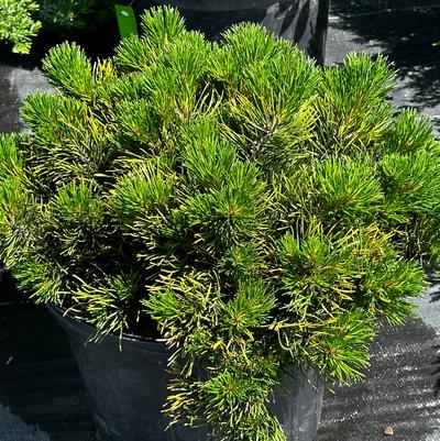 Pinus mugo 