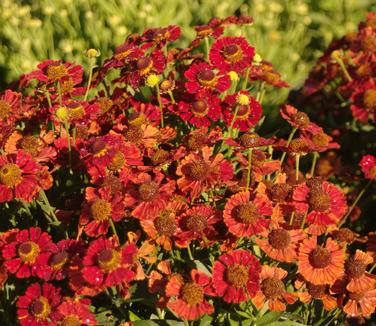 Helenium autumnale Salsa - Sneezeweed