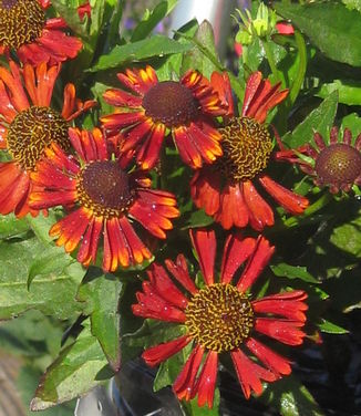 Helenium autumnale Siesta - Sneezeweed