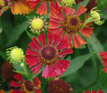 Helenium autumnale Mariachi 'Siesta' 