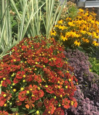 Helenium autumnale Mariachi 'Siesta' 