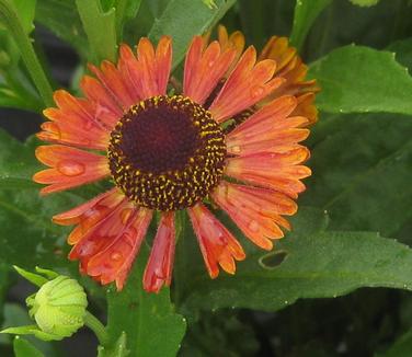 Helenium autumnale Mariachi 'Siesta' - Sneezeweed 