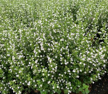 Calamintha nepeta subsp. nepeta - Lesser Catmint from Pleasant Run Nursery