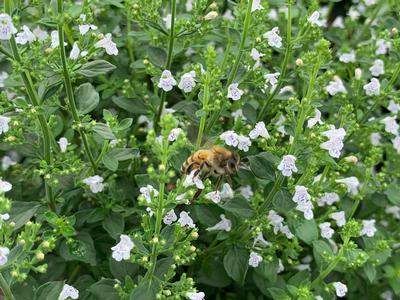 Calamintha nepeta subsp. nepeta - Lesser Catmint from Pleasant Run Nursery