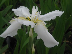 Iris tectorum var. album - White Japanese Roof Iris 