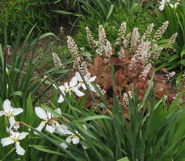 Iris tectorum var. album