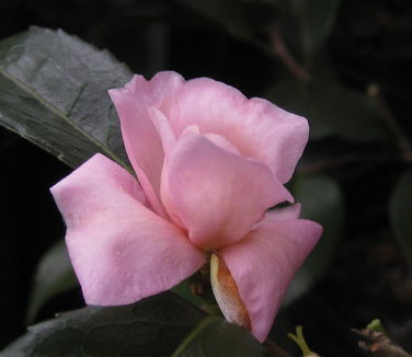 Camellia x Londontowne Blush