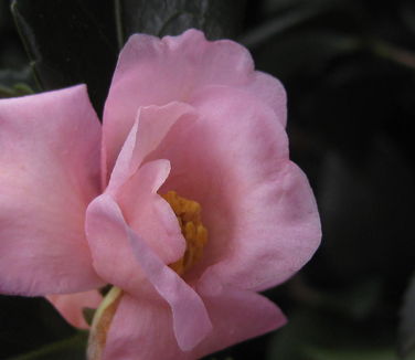 Camellia x Londontowne Blush