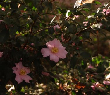 Camellia x Londontowne Blush (@ Duke Gardens, NC)