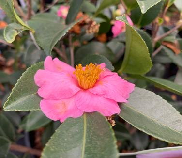 Camellia x 'Londontowne Blush' - Camellia from Pleasant Run Nursery