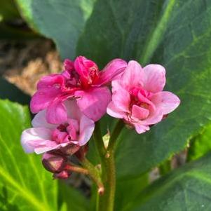 Bergenia x DRAGONFLY™ 'Sakura'