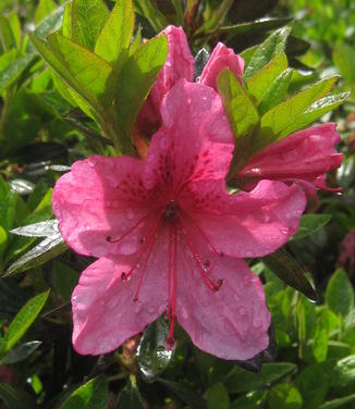 Rhododendron Girard Renee Michelle