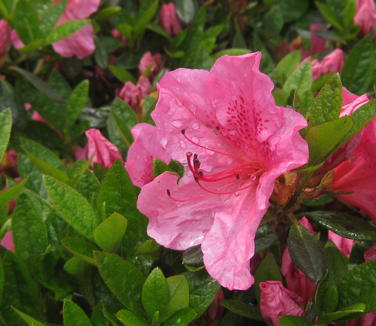 Rhododendron Girard Renee Michelle - Azalea