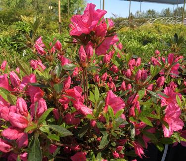 Rhododendron Girard Renee Michelle