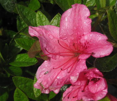 Rhododendron Girard Renee Michelle