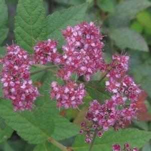 Spiraea japonica Anthony Waterer