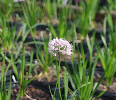 Allium x lusitanicum Summer Beauty