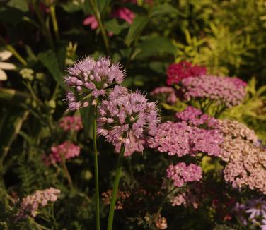 Allium x lusitanicum Summer Beauty