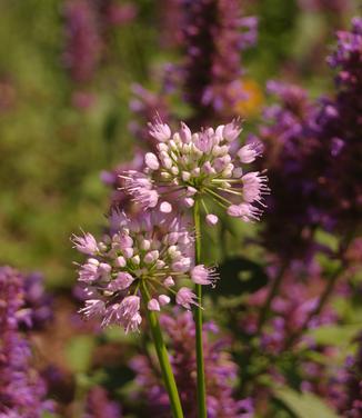 Allium x lusitanicum Summer Beauty