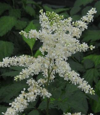 Astilbe x arendsii 'Bridal Veil'