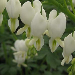 Dicentra spectabilis Alba