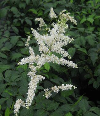 Astilbe x arendsii 'Bridal Veil'