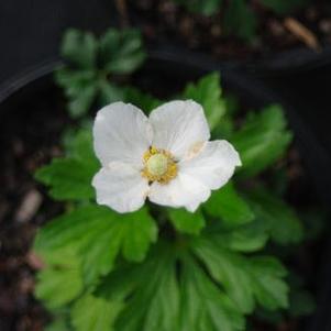 Anemone sylvestris 