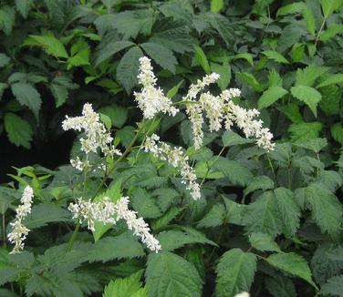 Astilbe x arendsii 'Bridal Veil'