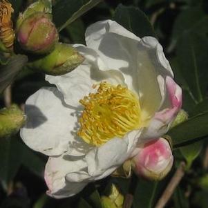 Camellia x Survivor