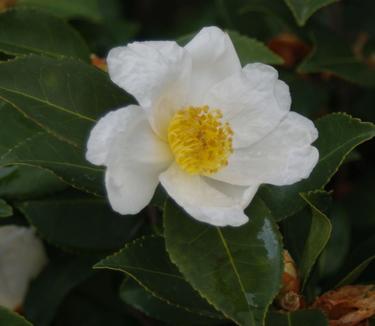 Camellia x Northern Exposure