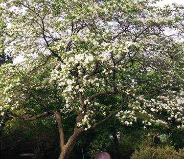 Cornus florida 'Plena' (Photo: Heather and Fern)