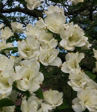 Cornus florida 'Plena' (Photo: Heather and Fern)