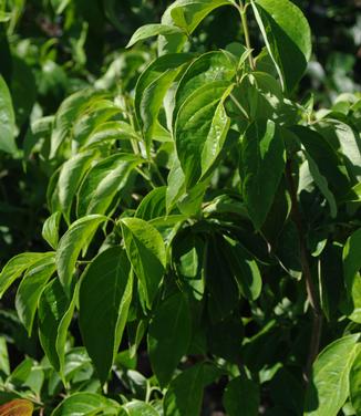 Cornus florida Plena