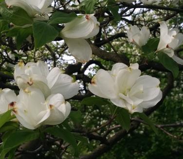 Cornus florida 'Plena' (Photo: Heather and Fern)