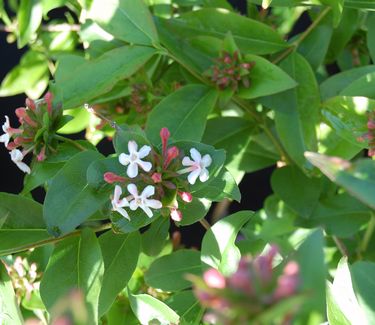 Abelia mosanensis - Fragrant Abelia