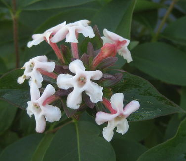 Abelia mosanensis