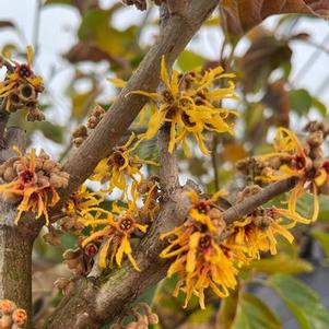 Hamamelis virginiana Winter Champagne