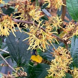 Hamamelis virginiana Sunglow