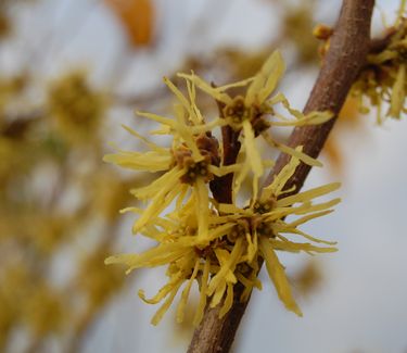 Hamamelis virginiana 'Harvest Moon' 