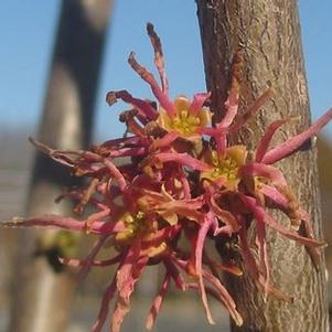 Hamamelis virginiana Mohonk Red