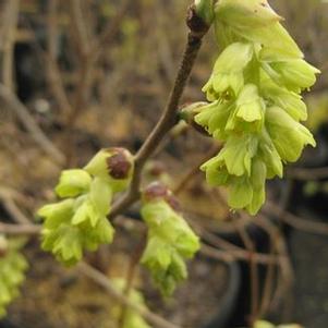 Corylopsis veitchiana 