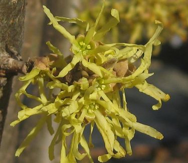 Hamamelis virginiana 'Harvest Moon' - Common Witchhazel