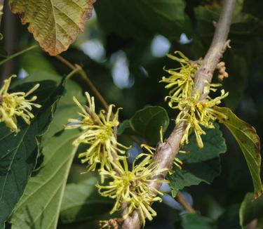 Hamamelis virginiana Harvest Moon 