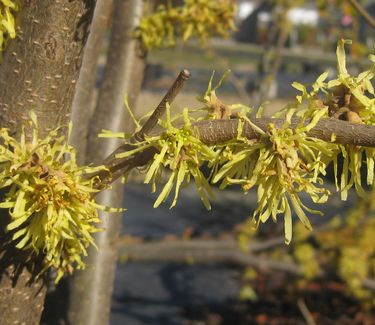 Hamamelis virginiana 'Harvest Moon' - Common Witchhazel