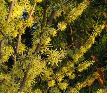 Hamamelis virginiana Harvest Moon - Common Witchhazel