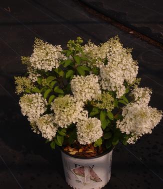 Hydrangea paniculata Bobo