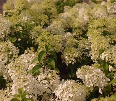 Hydrangea paniculata Bobo