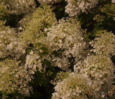 Hydrangea paniculata Bobo