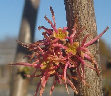 Hamamelis virginiana Mohonk Red