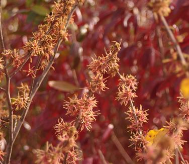 Hamamelis virginiana Mohonk Red